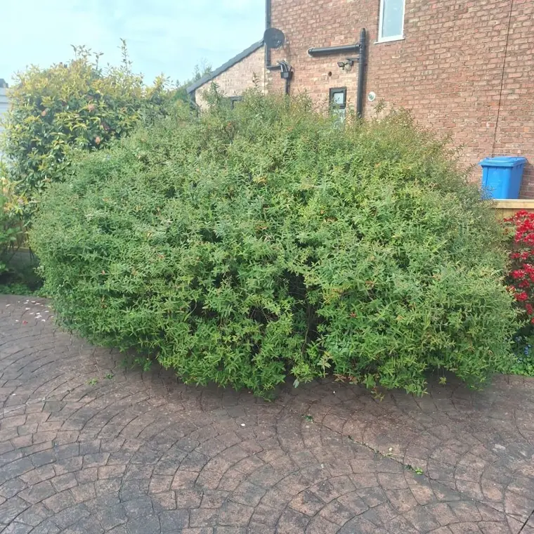 A large overgrown shrub sprawling across a driveway against a brick house, ready to be cleared