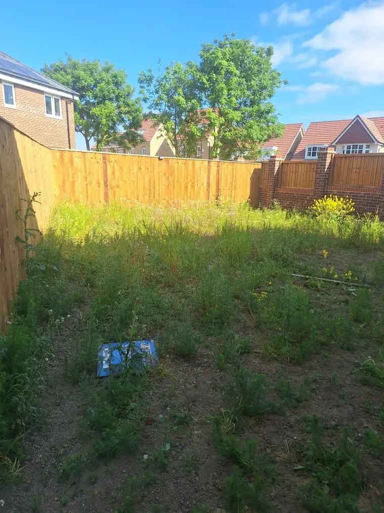 An overgrown new-build garden plot full of tall weeds, enclosed by a new larch-lap fence